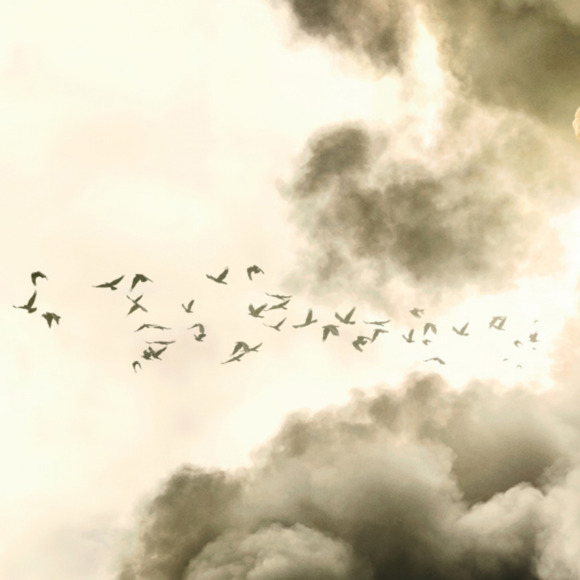 Meet your Posher, Isaiah - Picture 1 of 1